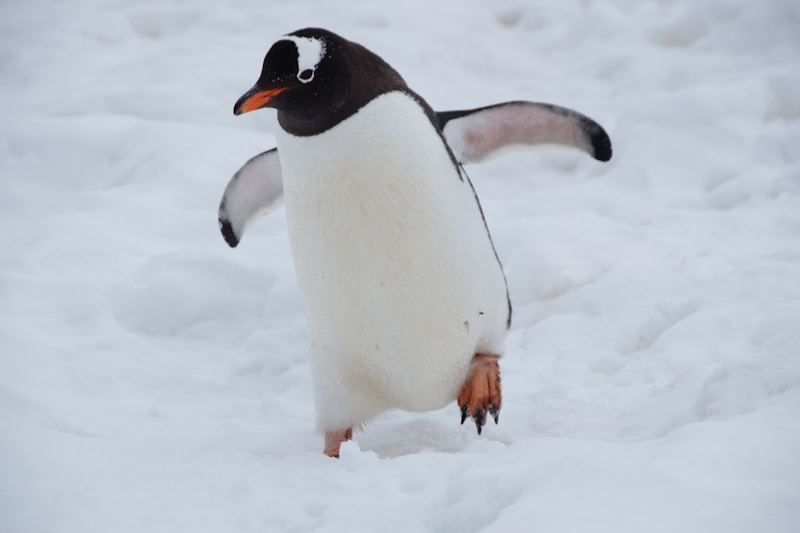 Das Leben der Pinguine